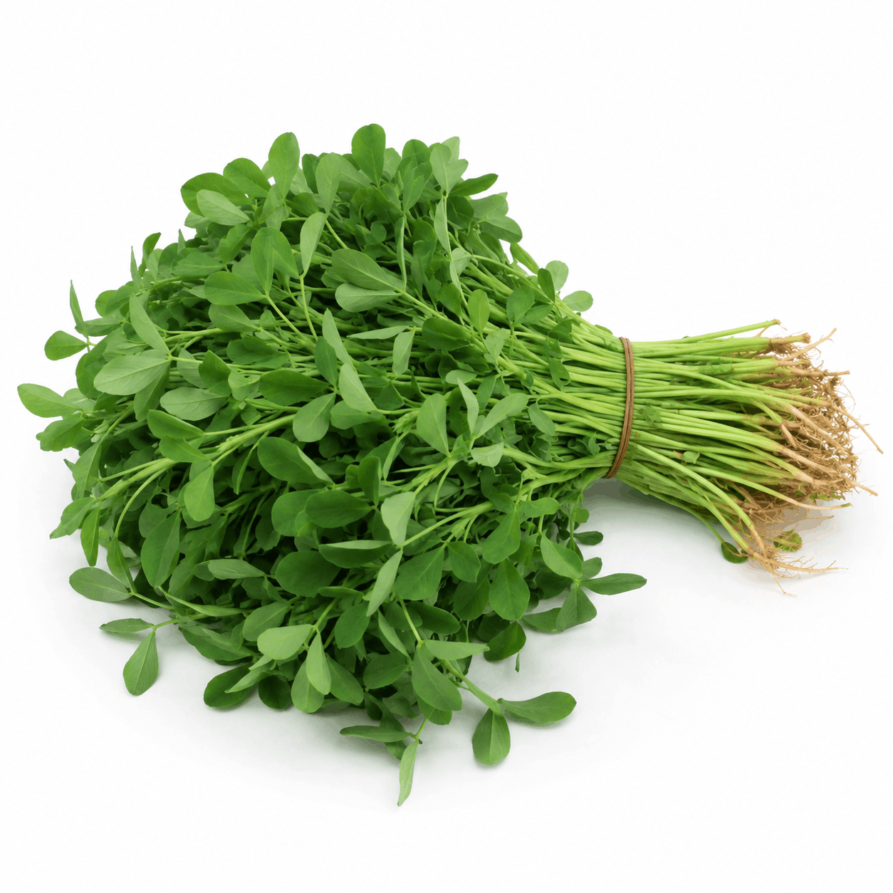 Fenugreek